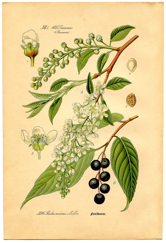 vintage bird cherry botanical clipart