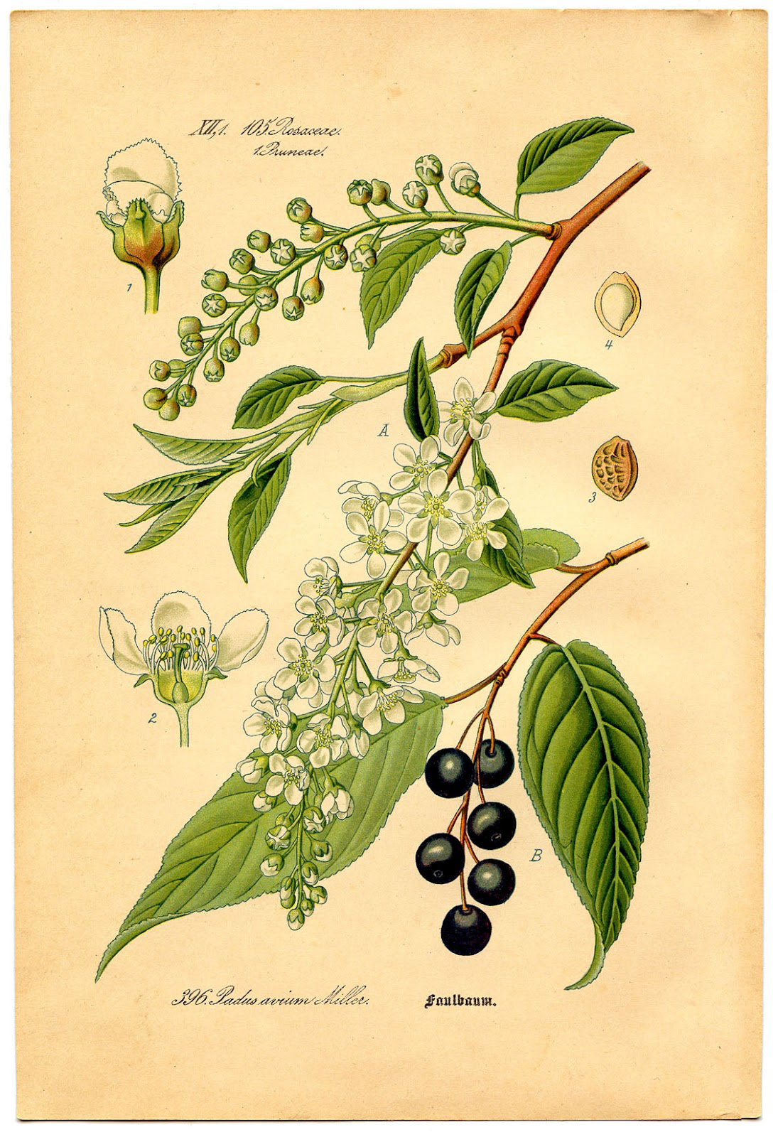 7 Vintage Botanical Prints! - The Graphics Fairy
