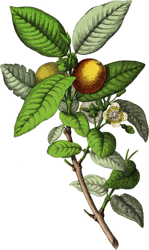 guava fruit branch vintage clip art