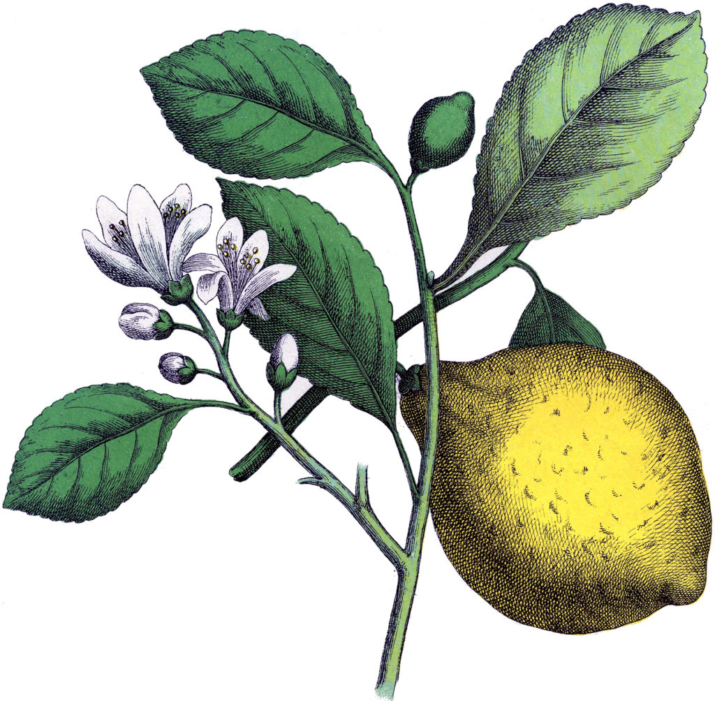 botanical lemon branch clipart