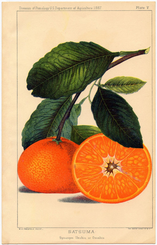 botanical orange print vintage image