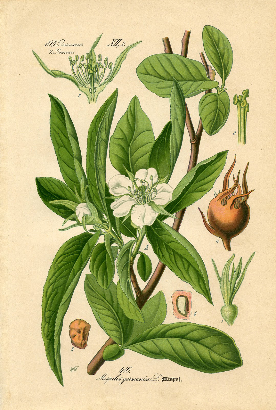 antique botanical drawings