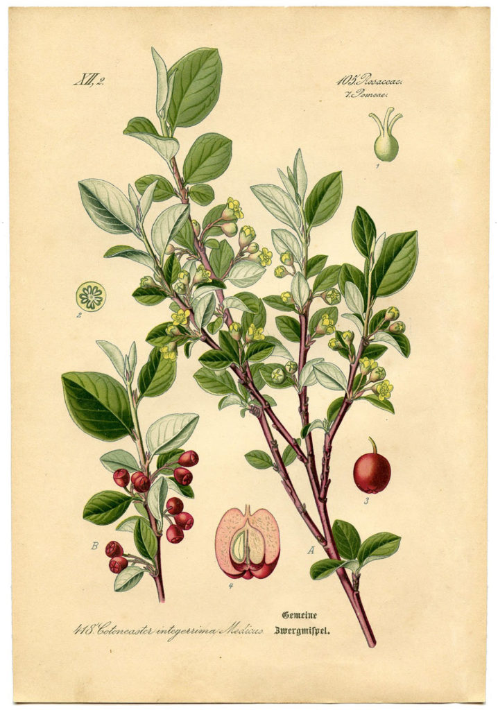 vintage cotoneaster botanical print image
