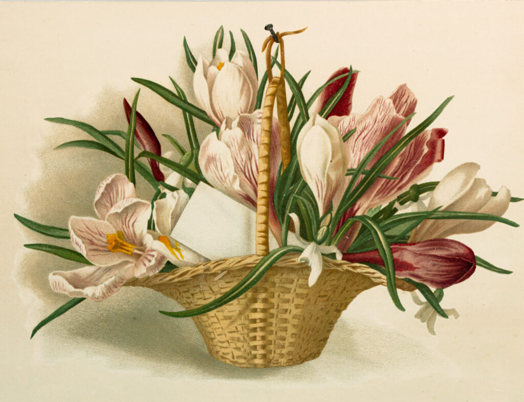 Crocus Basket Image