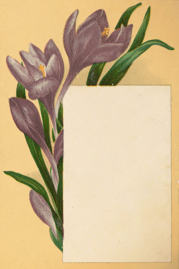 Crocus journal card vintage image