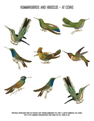 Hummingbird Collage