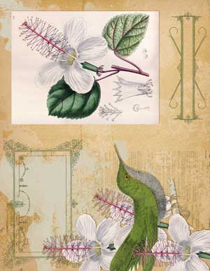 Hummingbird Collage with flowers