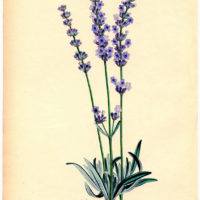 lavender botanical clipart