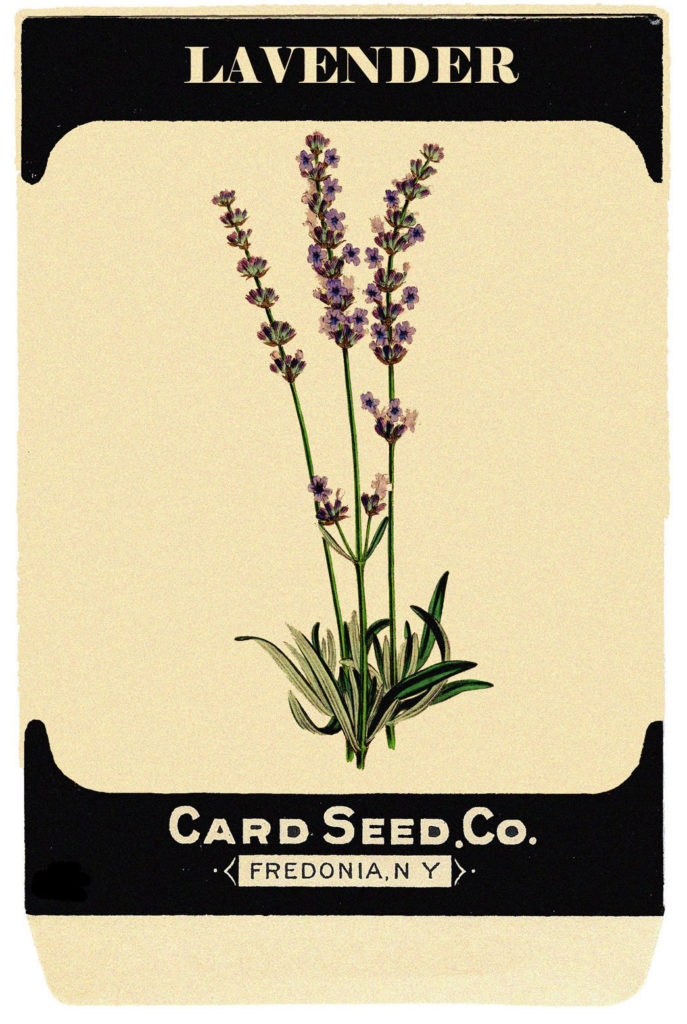 lavender seed packet image