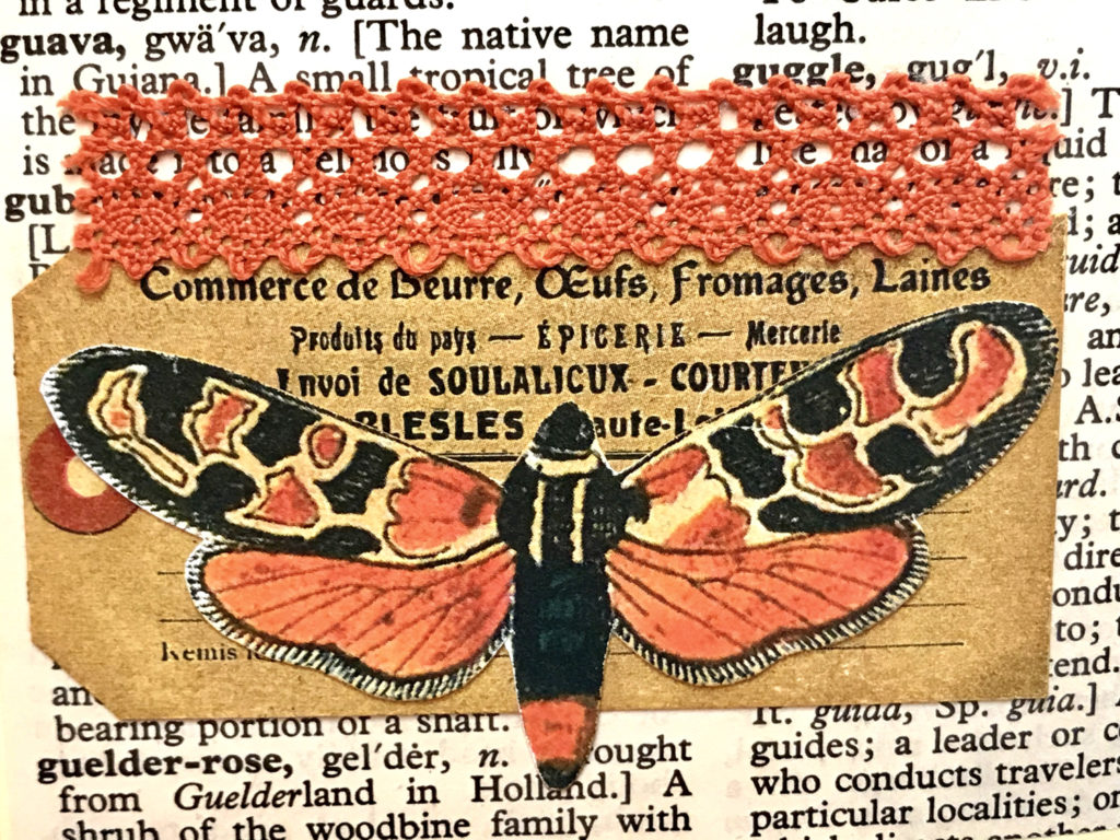 dictionary page lace moth image