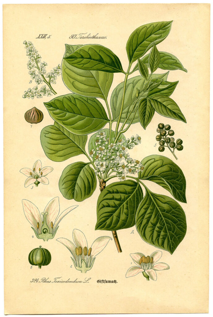 Botanical Poison Ivy Image