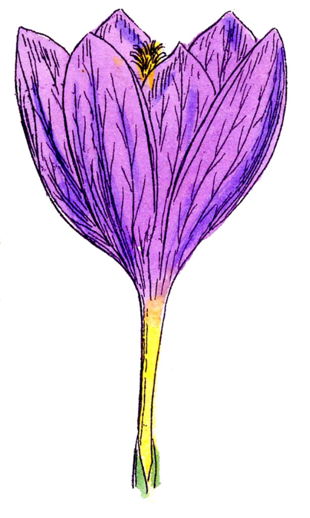 purple crocus clipart