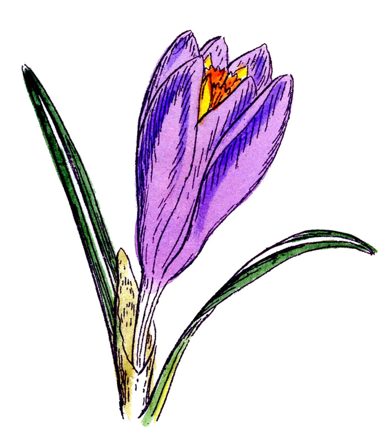 Details about   Crocus Flower Purple Orange Bloom 12X16 Inch Framed Art Print 