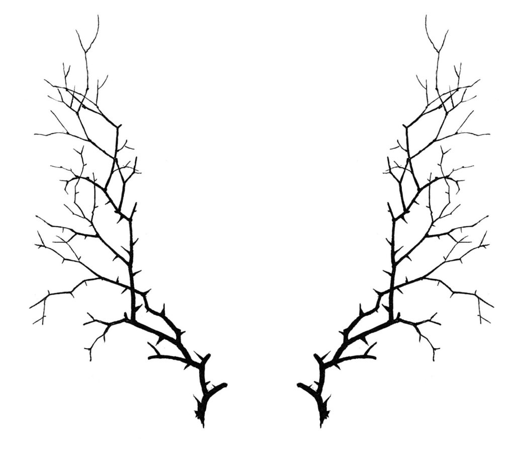 thorn frame clipart