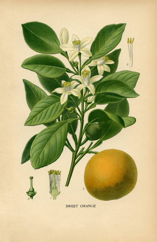 vintage botanical print orange illustration