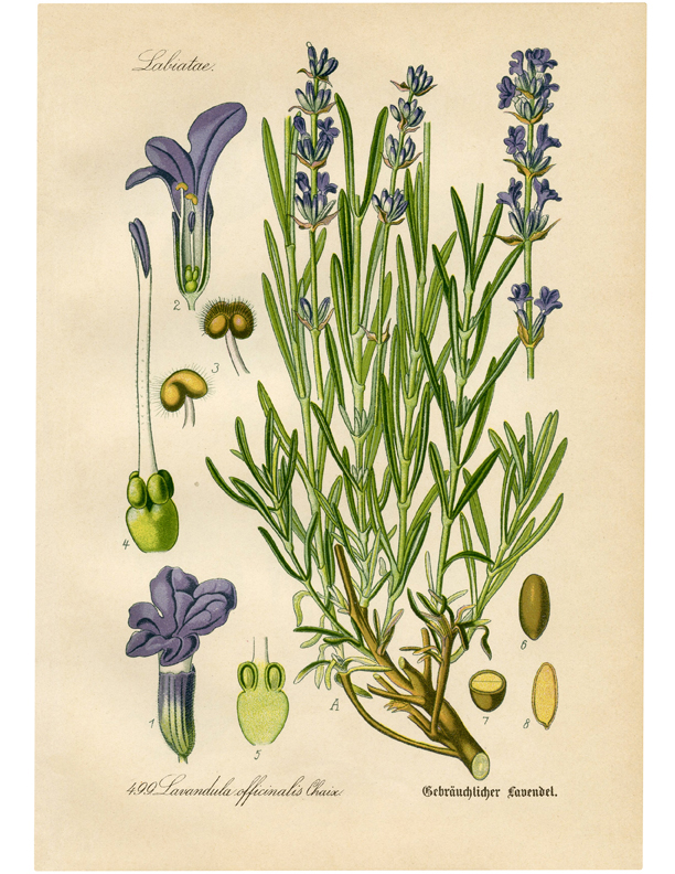 vintage european lavender botanical print image