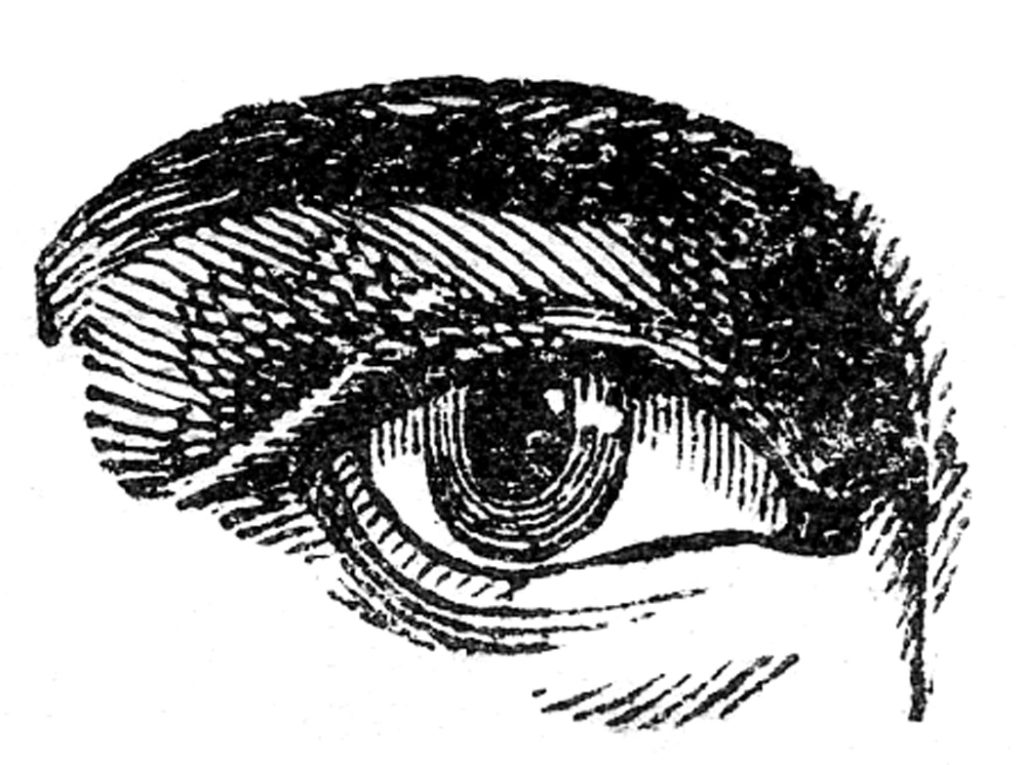 5 Public Domain Eye Images! - The Graphics Fairy