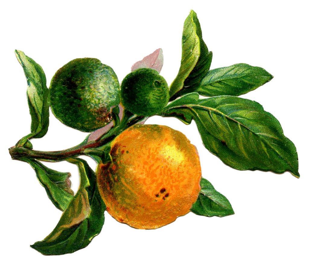 vintage oranges branch illustration