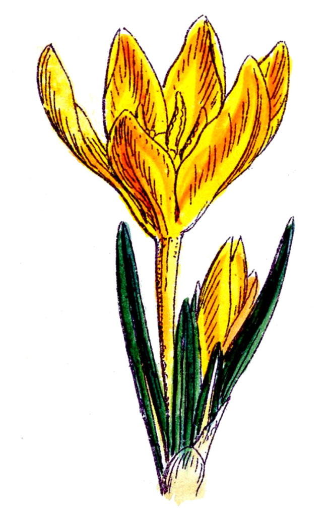 yellow crocus flower vintage clipart