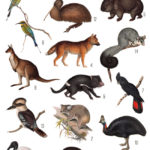 vintage Australian animals ephemera digital image bundle