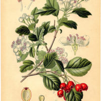 antique Hawthorn Botanical printable image
