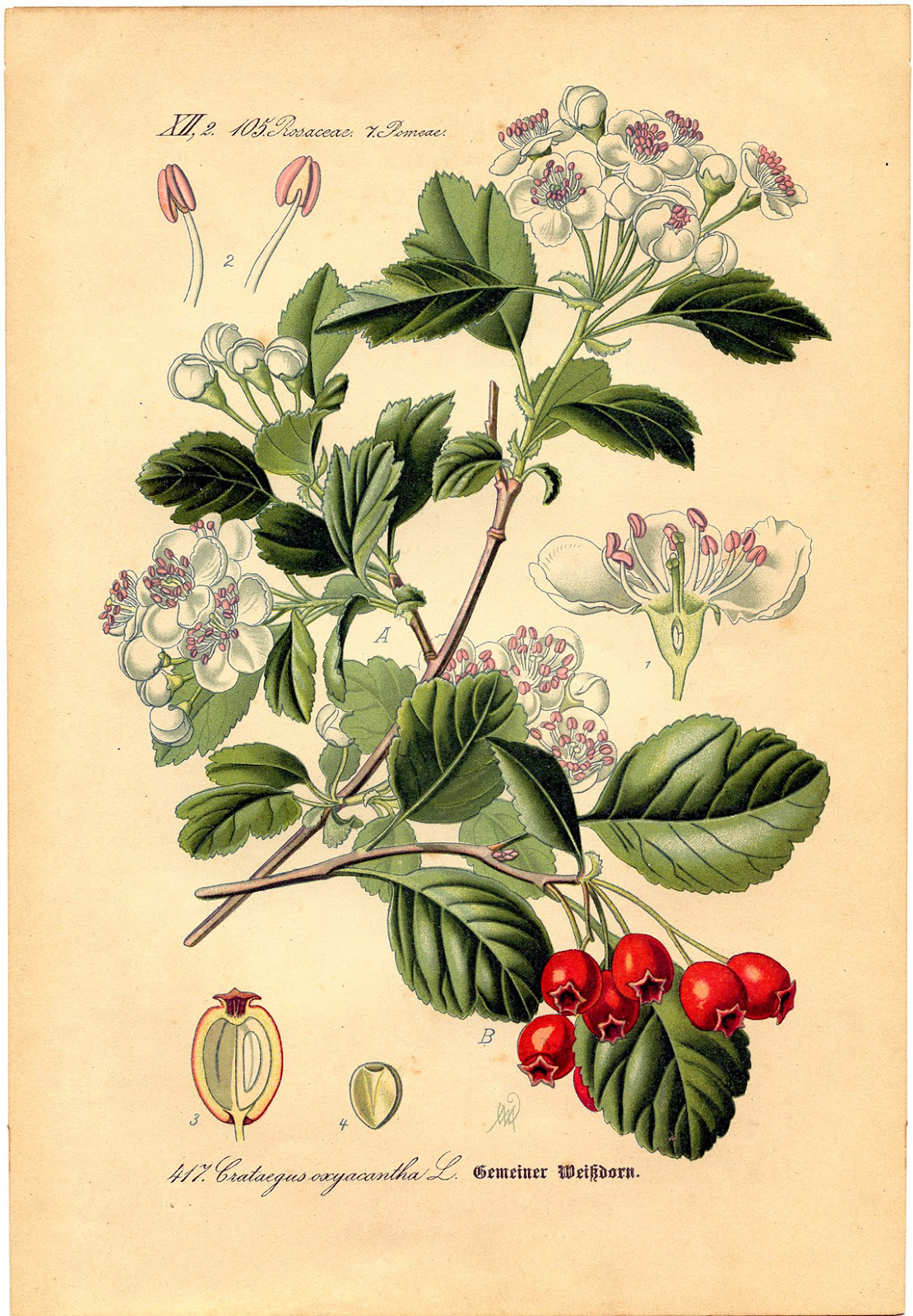 7 Vintage Botanical Prints The Graphics Fairy