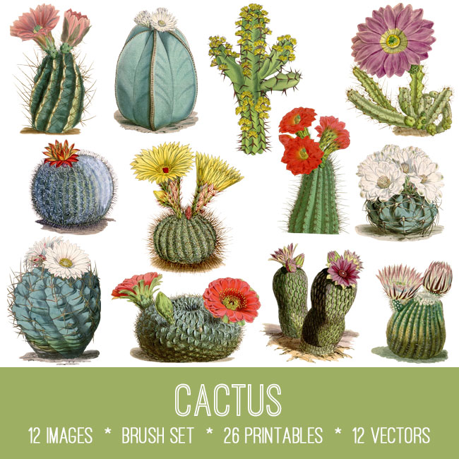 cactus ephemera vintage images