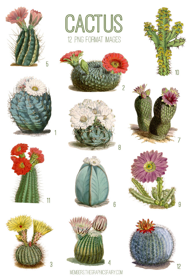 vintage cactus ephemera digital image bundle