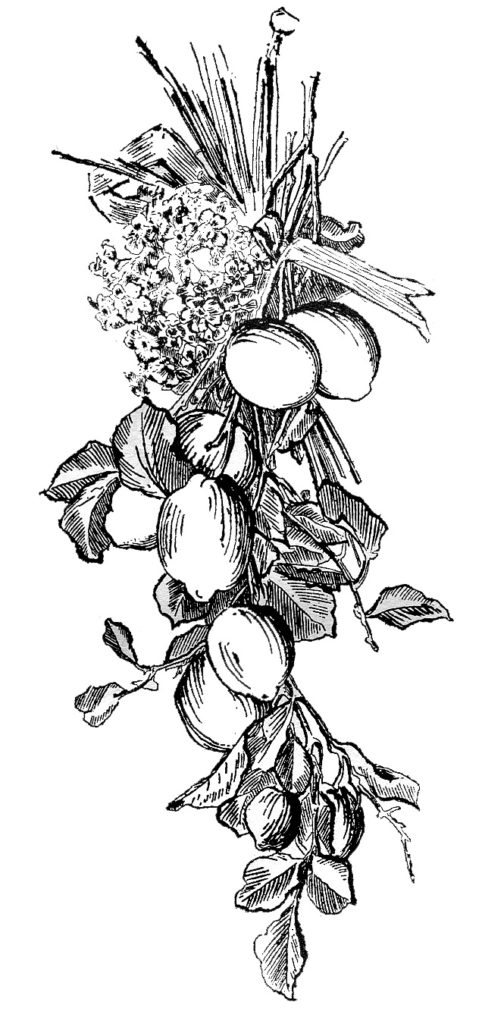 fruit lemon engraving image