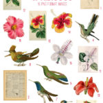 vintage hummingbirds & hibiscus ephemera digital image bundle