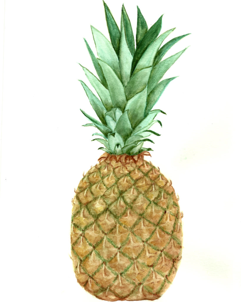 watercolor pineapple image