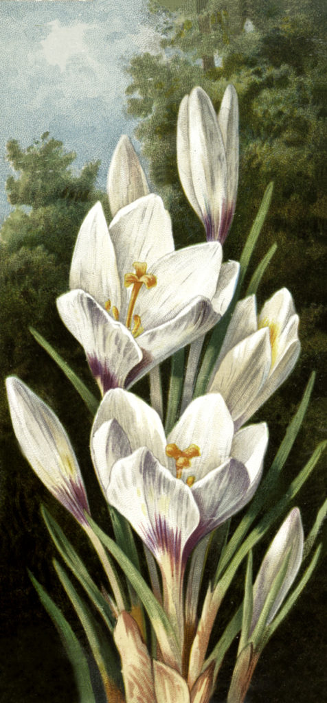 white crocus flower vintage illustration