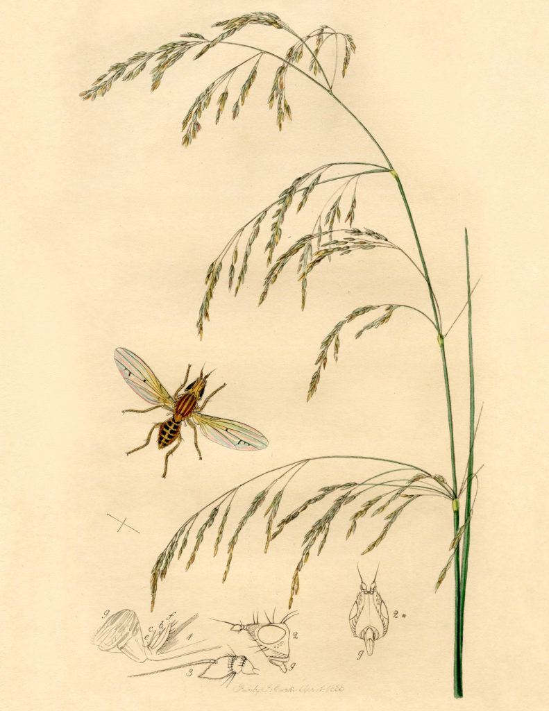 antique botanical insect illustration