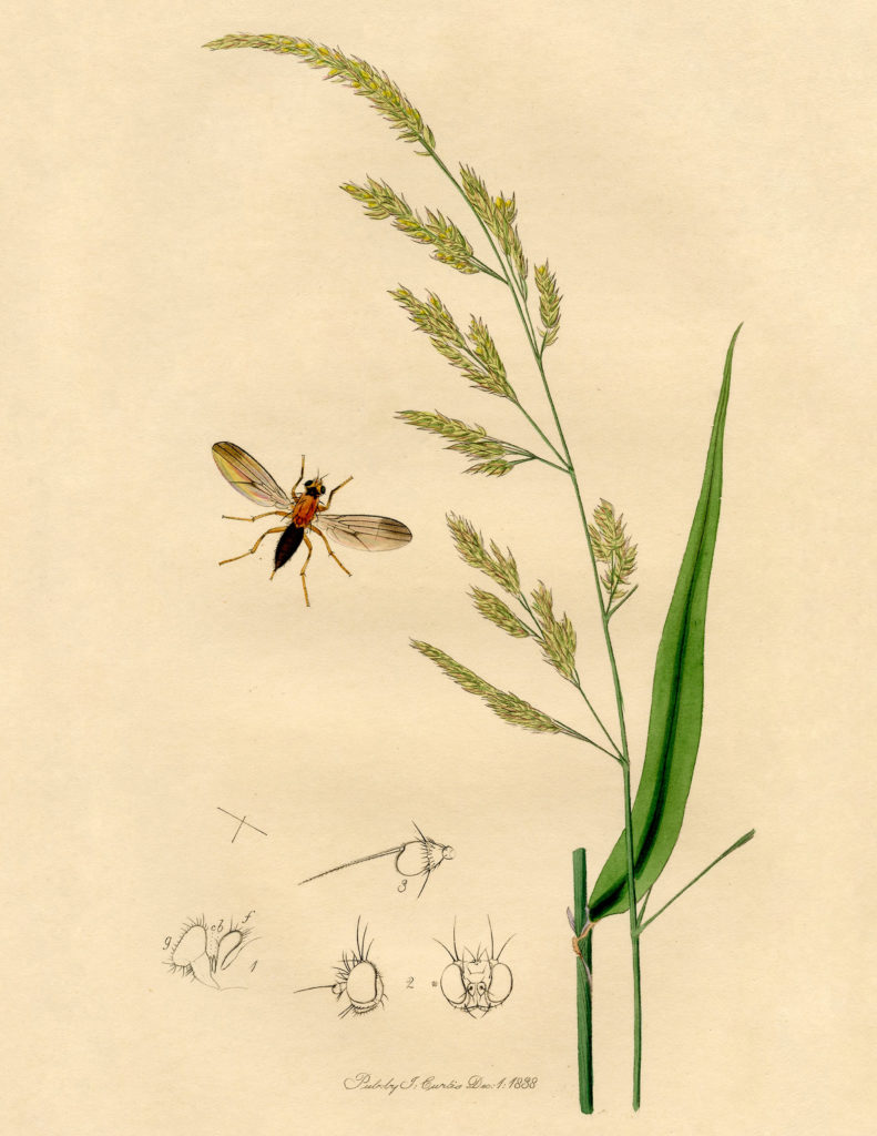 antique botanical with insect image