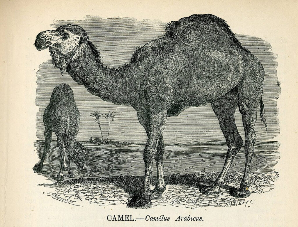 camel black white clipart