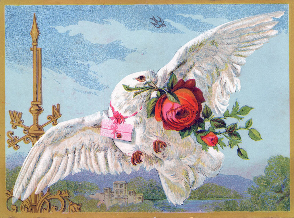 Dove with Roses Pic