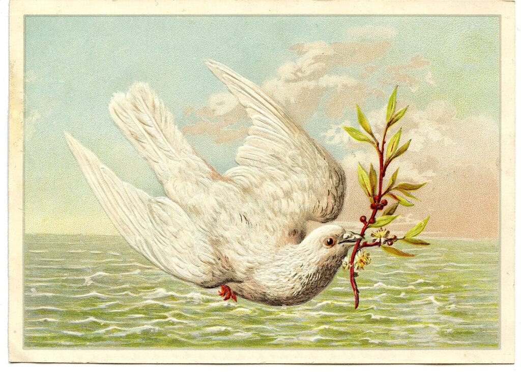 white dove sea holding sprig image