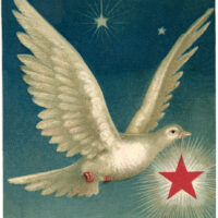 white dove starry sky star image