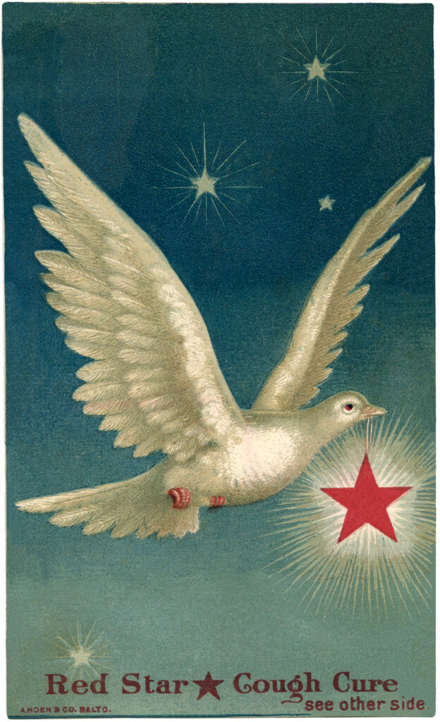 white dove starry sky star image