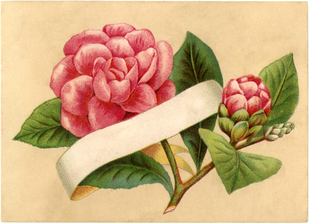 pink rose blank banner illustration