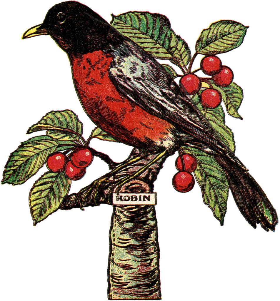 robin branch berries clipart