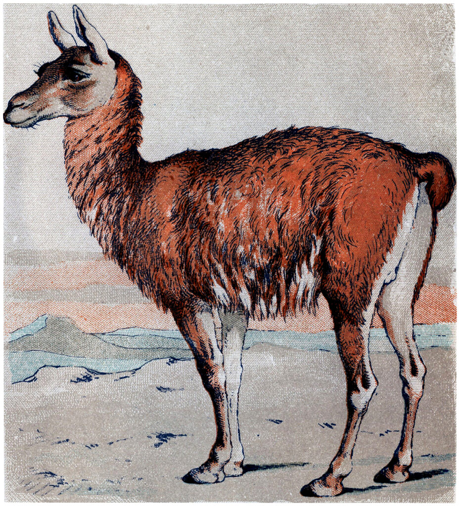 guanaco illustration