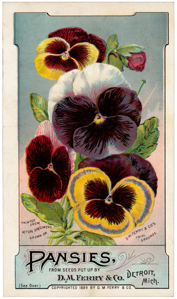 Pansies Images