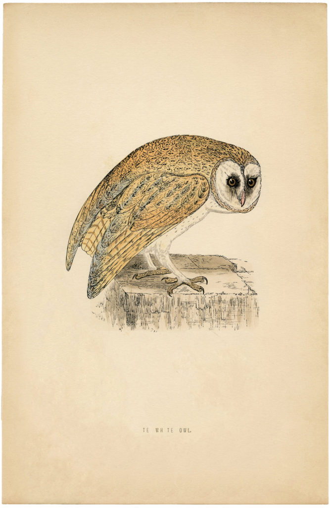 natural history barn owl print clipart