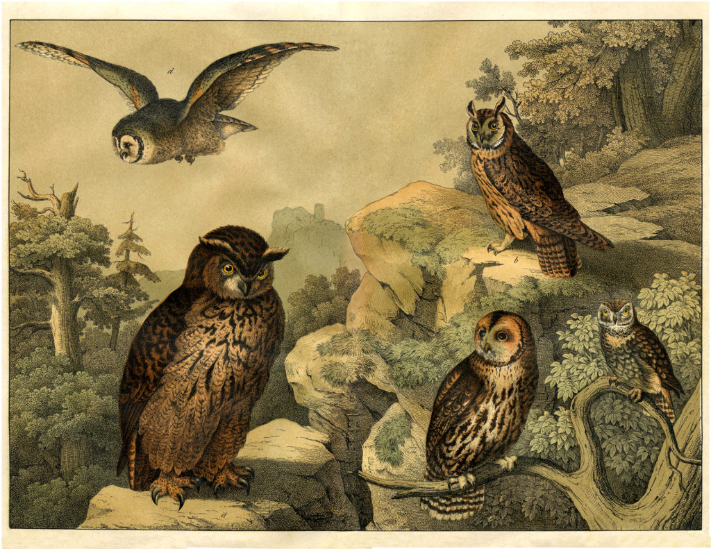 natural history owls print image