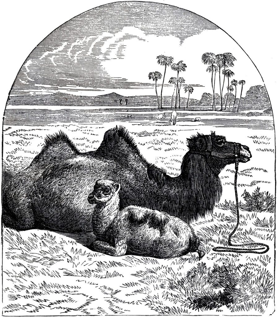camels resting desert clipart