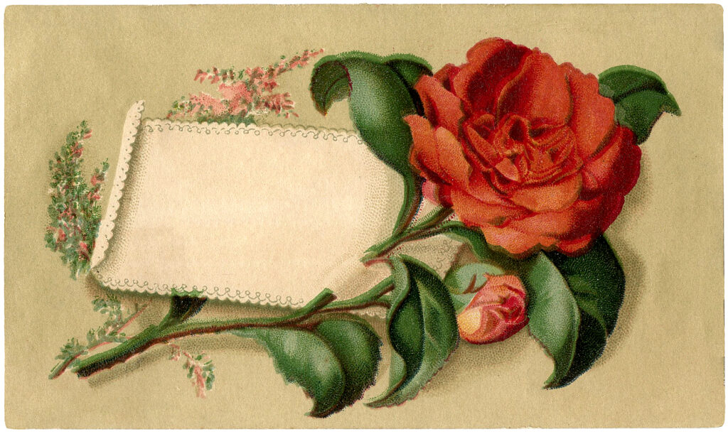 red rose label image