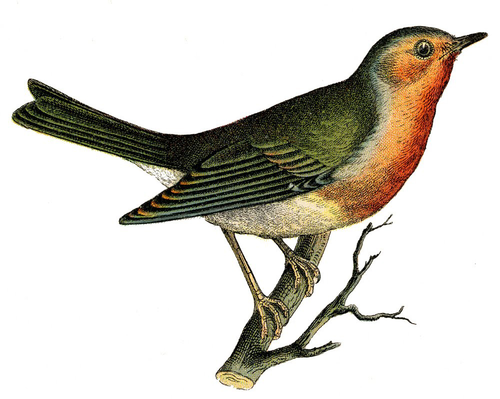 Robin Bird Flying Drawing