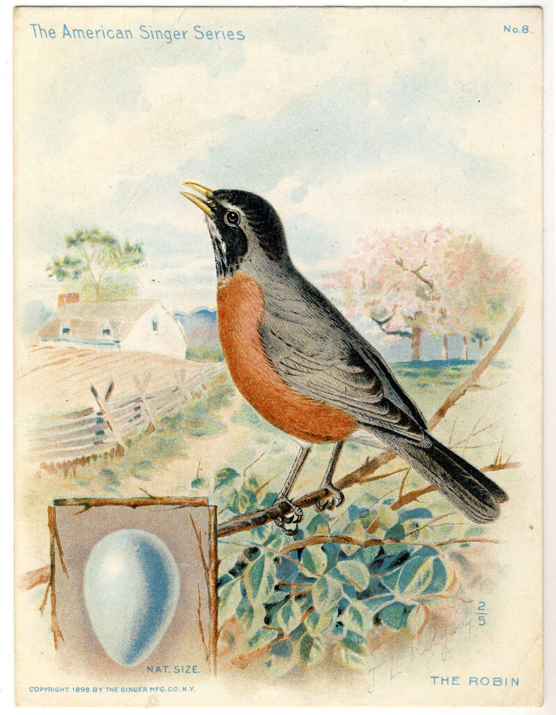 Robin Picture with Egg