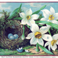 nest eggs white flowers image